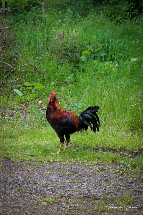 Camping La Sabliere Saint-Jans-Cappel Buitenkant foto