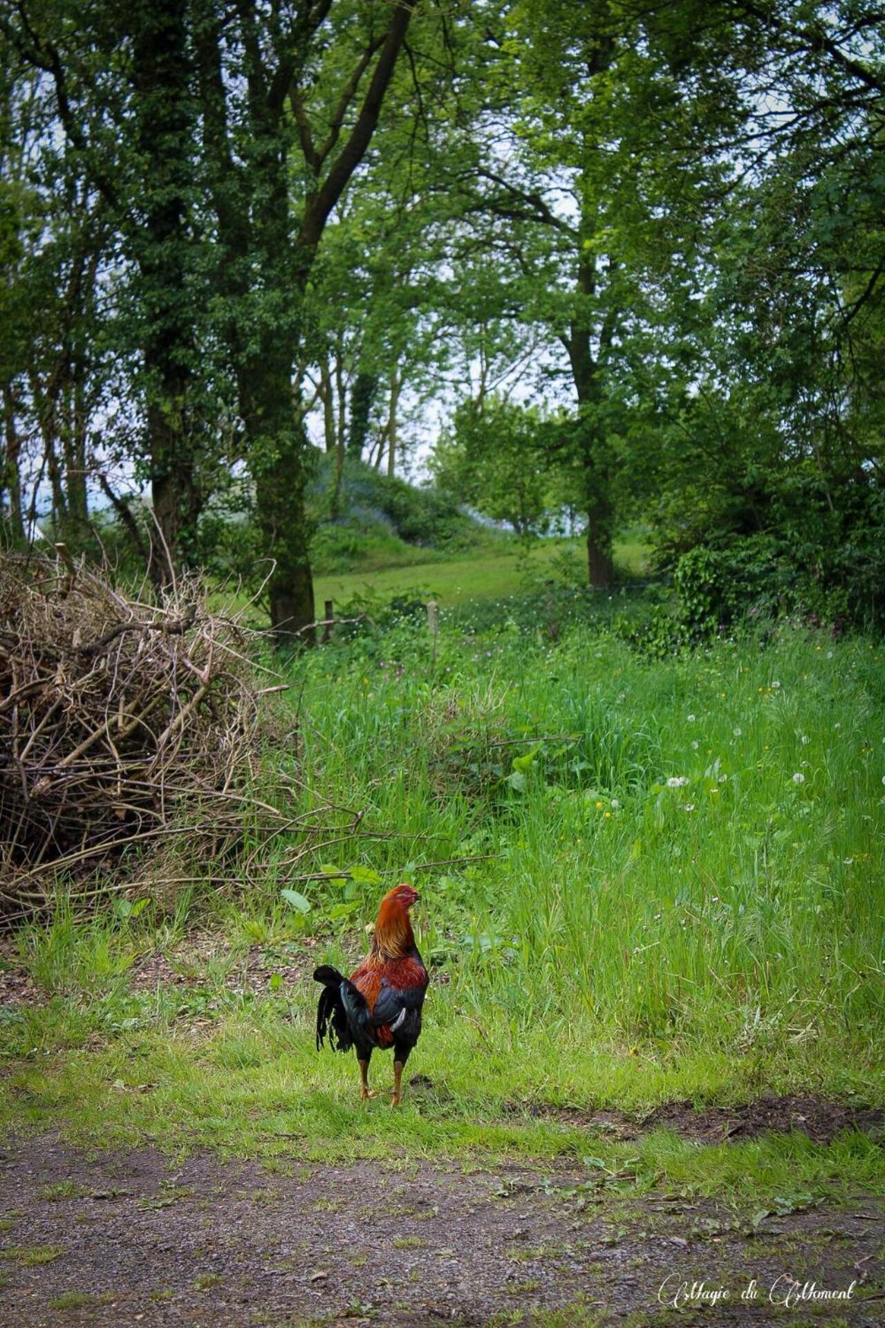 Camping La Sabliere Saint-Jans-Cappel Buitenkant foto